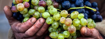 Сухе, червоне, біле, кагор та виноградний сік: що виробляють на Закарпатті для Причастя