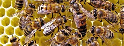 УПЦ МП на Одещині скаржиться, що стільниковий зв'язок вбиває їхні бджоли