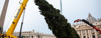 Сьогодні до Ватикану привезли різдвяну ялинку