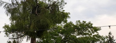 Через буревій у Львові втрачено історичну модрину у Митрополичих садах УГКЦ