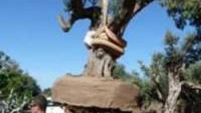 Беньямін Нетаньяху подарував Бенедикту XVI 200-річне оливкове дерево - фото 1
