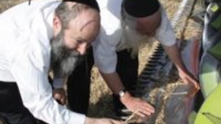 На Дніпропетровщині рабини контролюють жнива пшениці для маци-шмур - фото 1