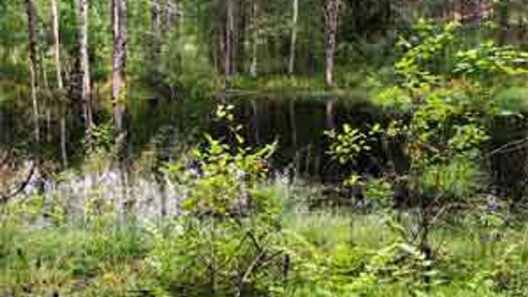 Загадкове озеро в лісовому урочищі - фото 1