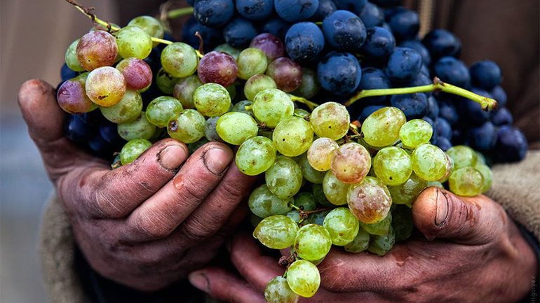 Сухе, червоне, біле, кагор та виноградний сік: що виробляють на Закарпатті для Причастя - фото 1