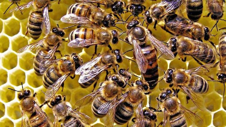 УПЦ МП на Одещині скаржиться, що стільниковий зв'язок вбиває їхні бджоли - фото 1