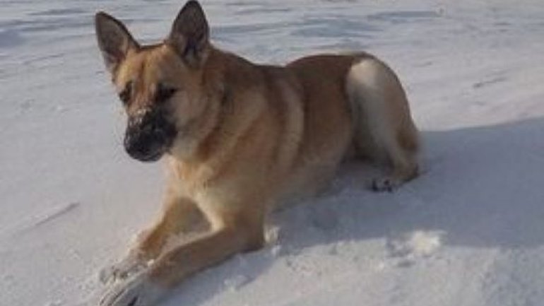 В России будут судить священника РПЦ за убийство собаки - фото 1