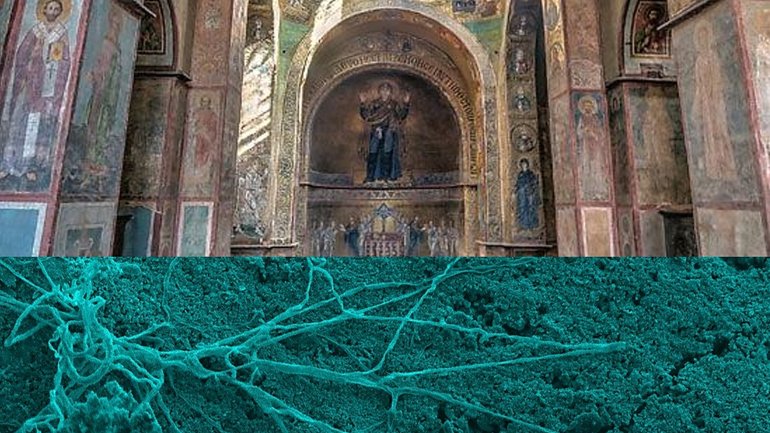 Науковці дослідили мікробні пошкодження фресок Софії Київської - фото 1
