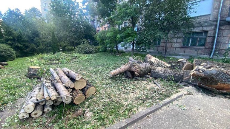 Священик Московського Патріархату незаконно знищив 40 дерев у Києві - фото 1