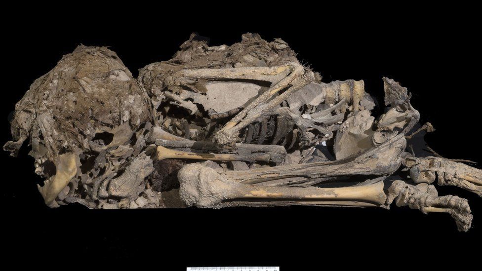 В Ізраїлі знайшли біблійні сувої, яким приблизно 2000 років, та скелет дитини - фото 68853