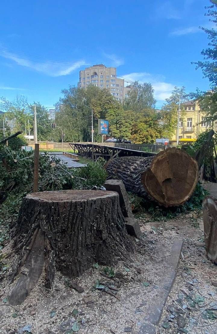 Священик Московського Патріархату незаконно знищив 40 дерев у Києві - фото 138531